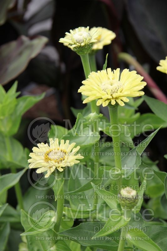 Zinnia Envy Lime (Zinnia) 5 