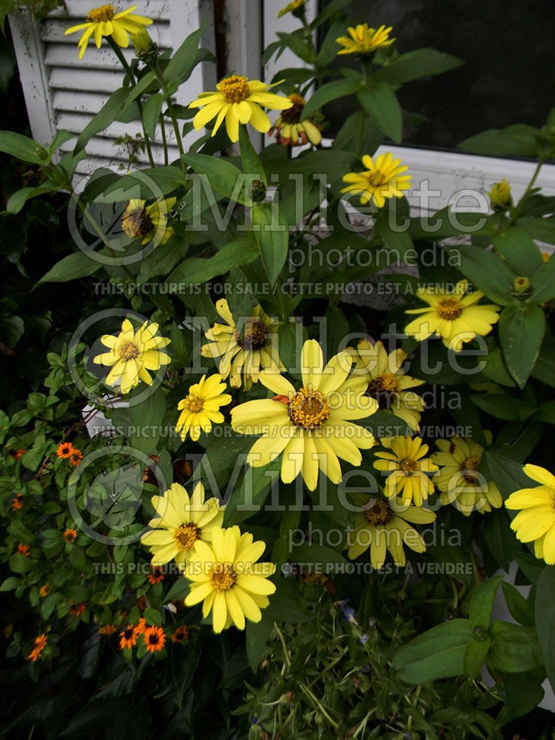 Zinnia Highlight Hybrid (Zinnia)  1