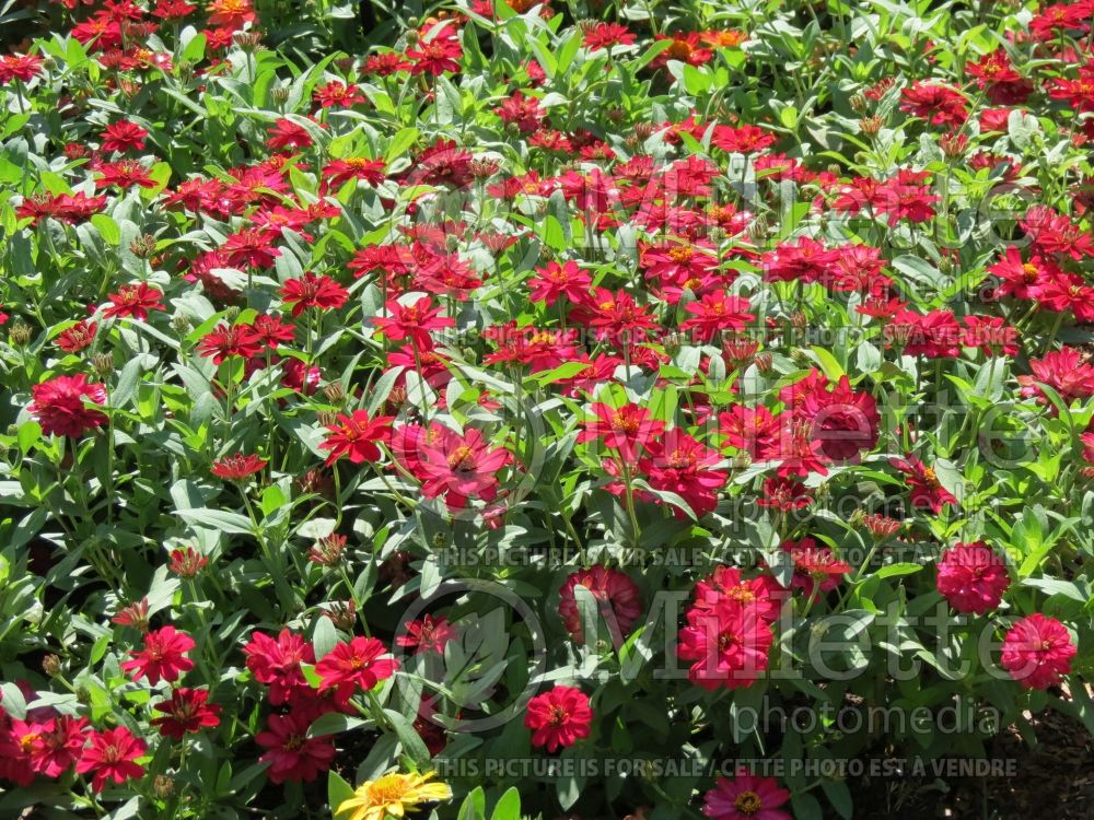 Zinnia Double Hot Cherry (Zinnia) 1 