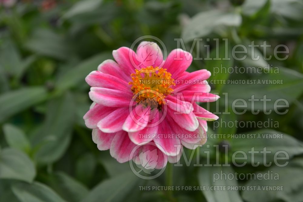 Zinnia Double Zahara Raspberry Ripple (Zinnia) 1 