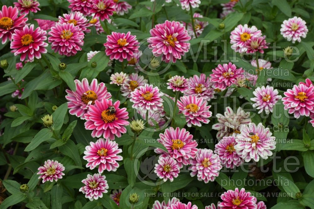 Zinnia Double Zahara Raspberry Ripple (Zinnia) 2 