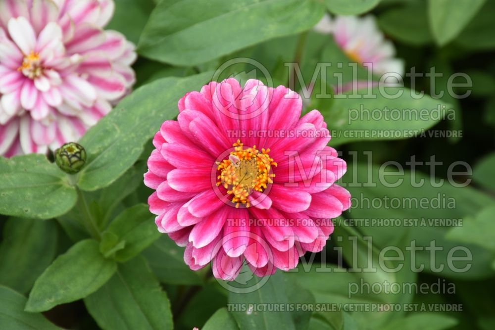 Zinnia Double Zahara Raspberry Ripple (Zinnia) 3 