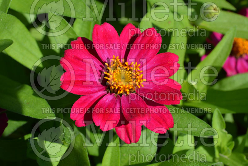 Zinnia Zahara Cherry (Zinnia) 1 