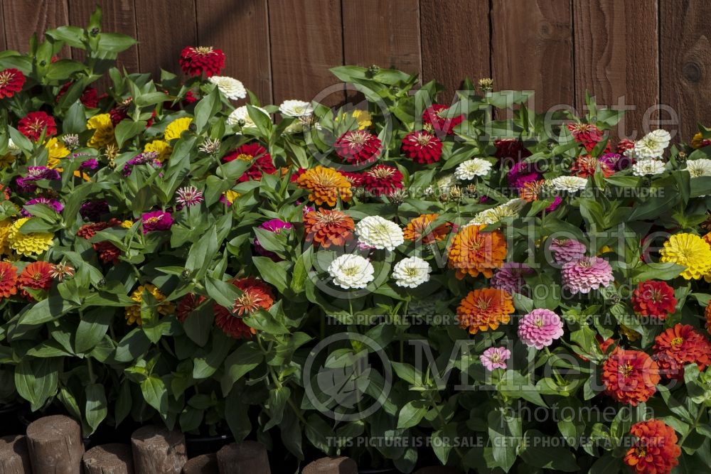 Zinnia Preciosa Mix (Zinnia) 2 