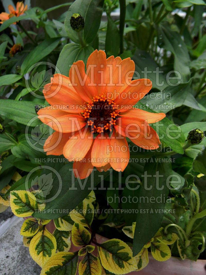 Zinnia Profusion Apricot (Zinnia) 1 