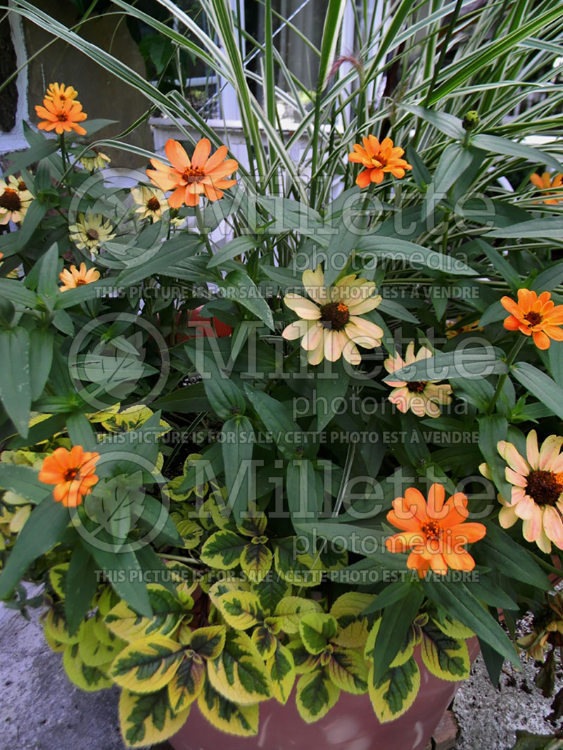 Zinnia Profusion Apricot (Zinnia) 2 