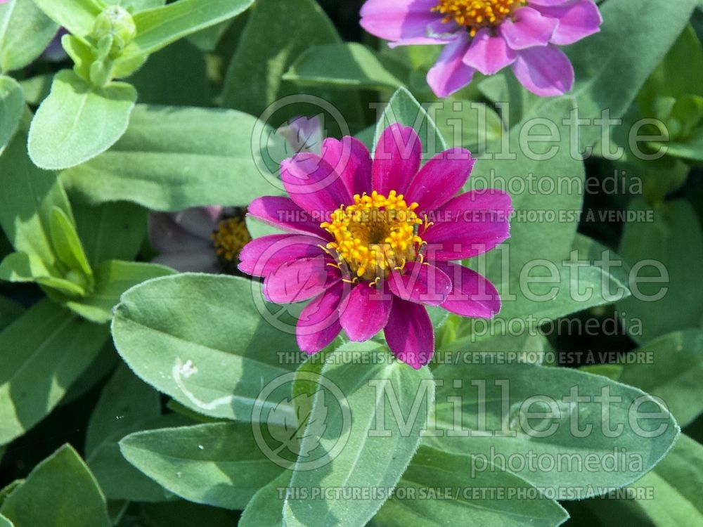 Zinnia Profusion Cherry (Zinnia) 2 