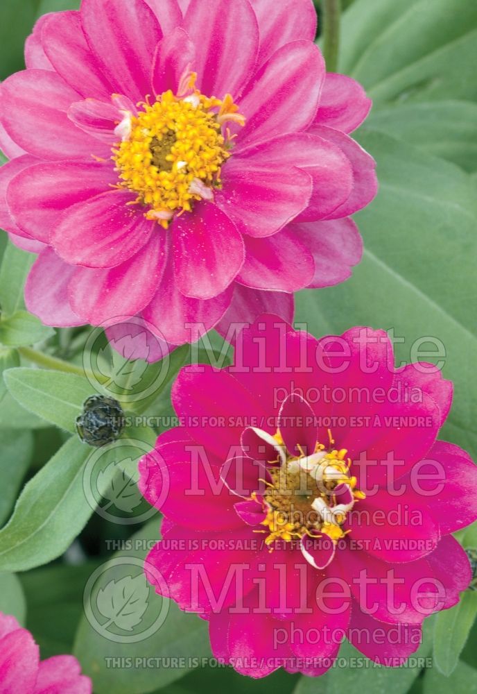 Zinnia Profusion Double Cherry (Zinnia)  2