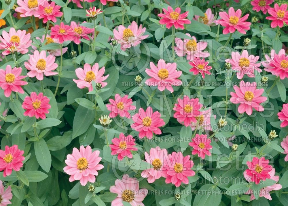 Zinnia Profusion Double Cherry (Zinnia)  1