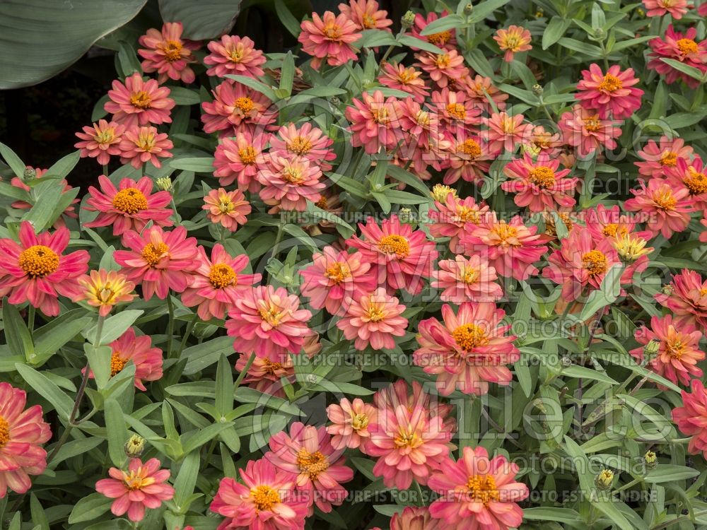 Zinnia Profusion Double Deep Salmon (Zinnia) 4 