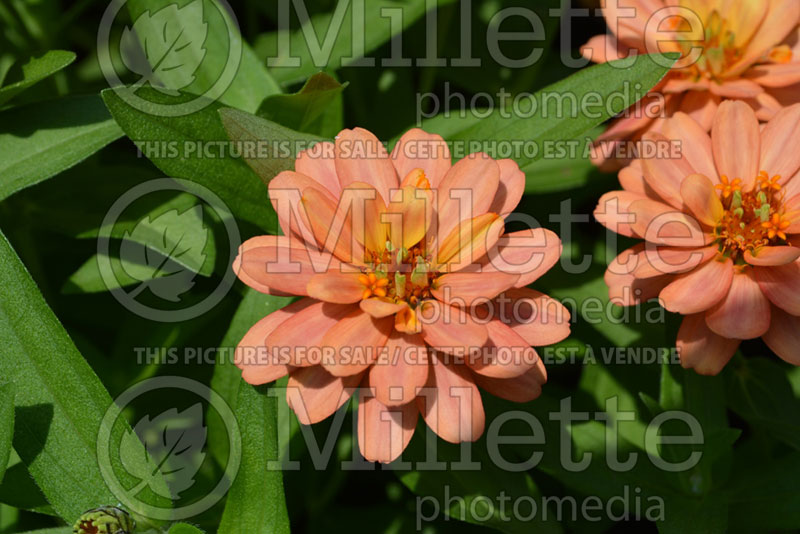 Zinnia Profusion Double Deep Salmon (Zinnia) 2 