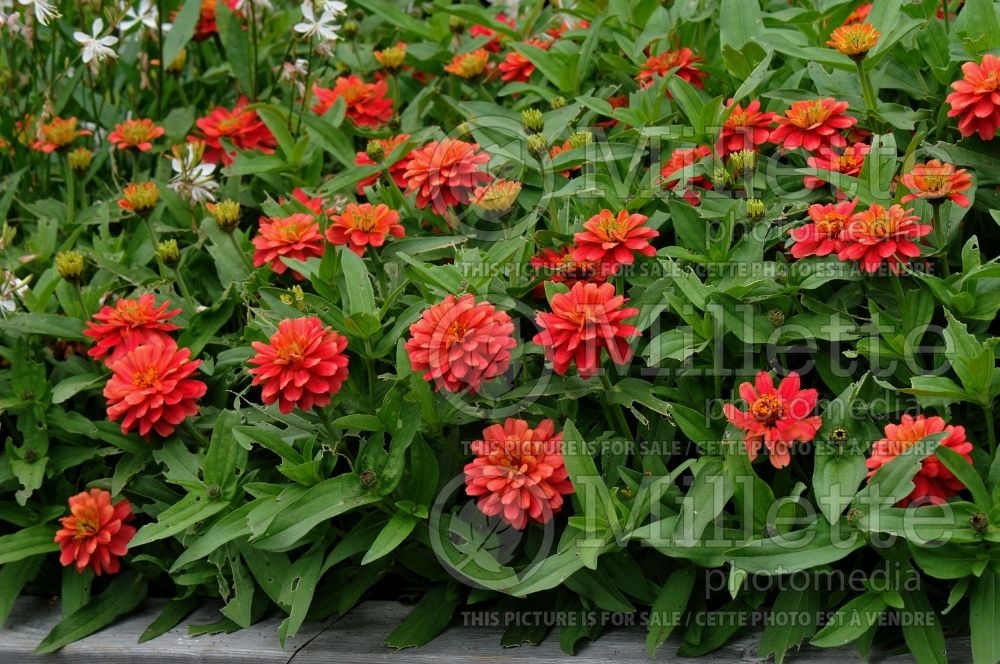 Zinnia Profusion Double Deep Salmon (Zinnia) 5 