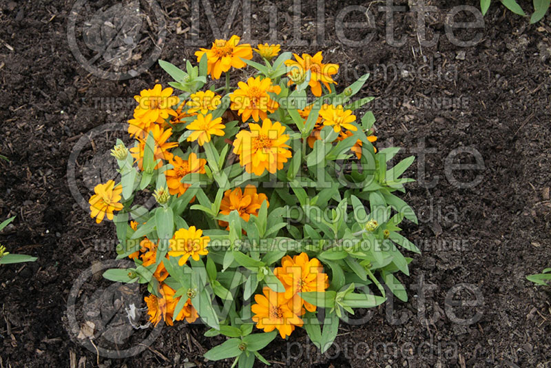 Zinnia Profusion Double Golden (Zinnia) 1 