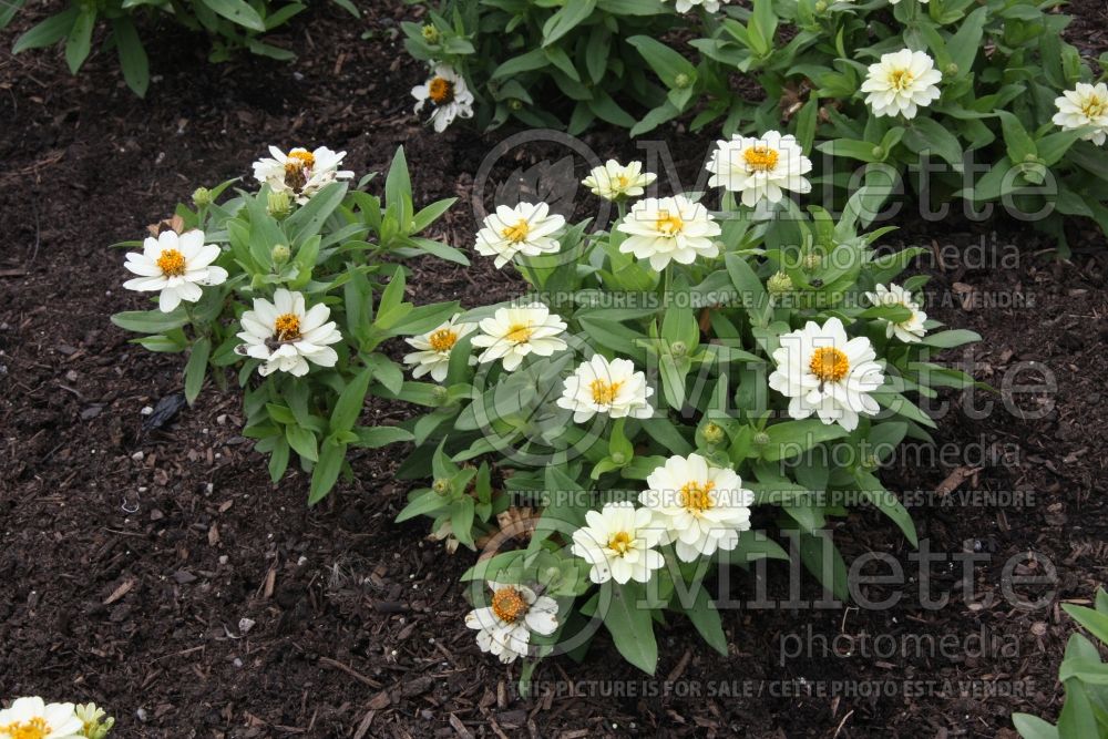 Zinnia Profusion Double White (Zinnia)  1