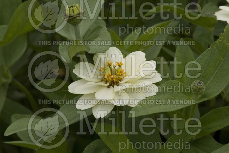 Zinnia Profusion Double White (Zinnia)  4