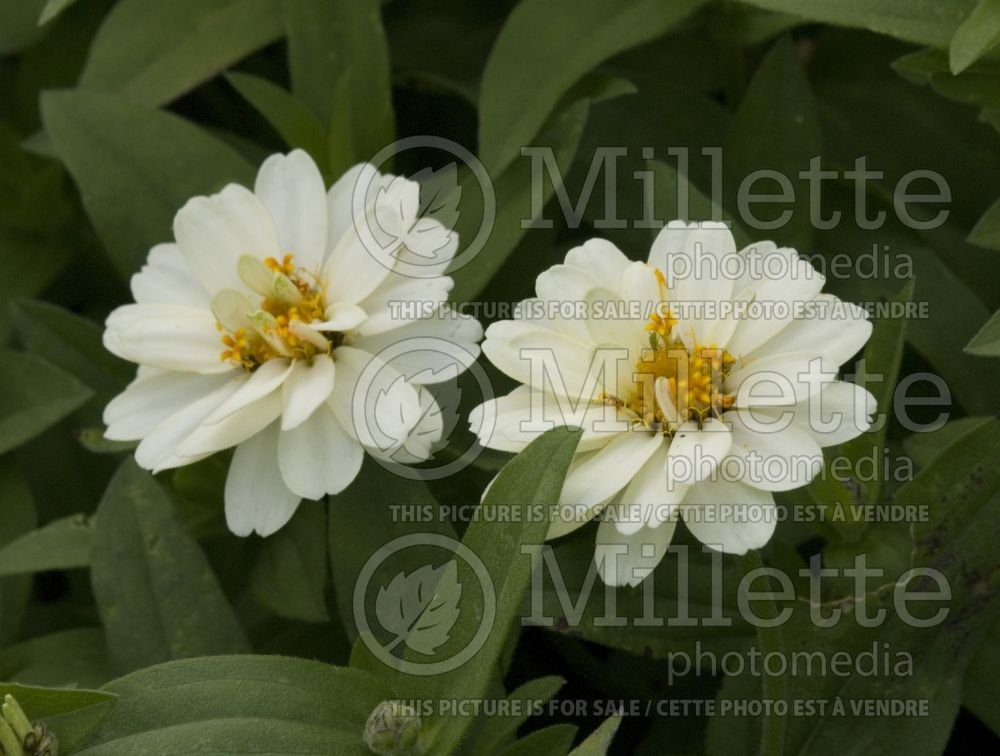 Zinnia Profusion Double White (Zinnia)  3