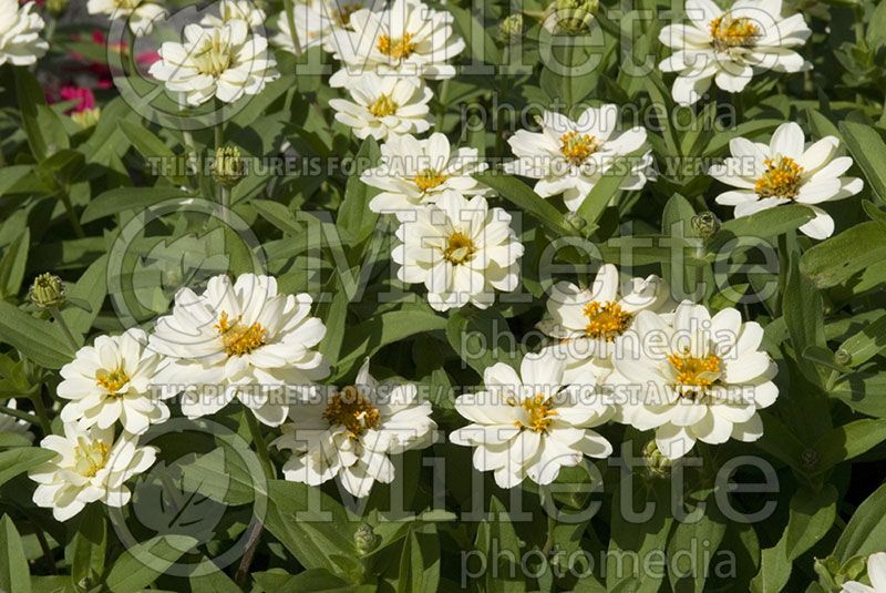 Zinnia Profusion Double White (Zinnia)  2