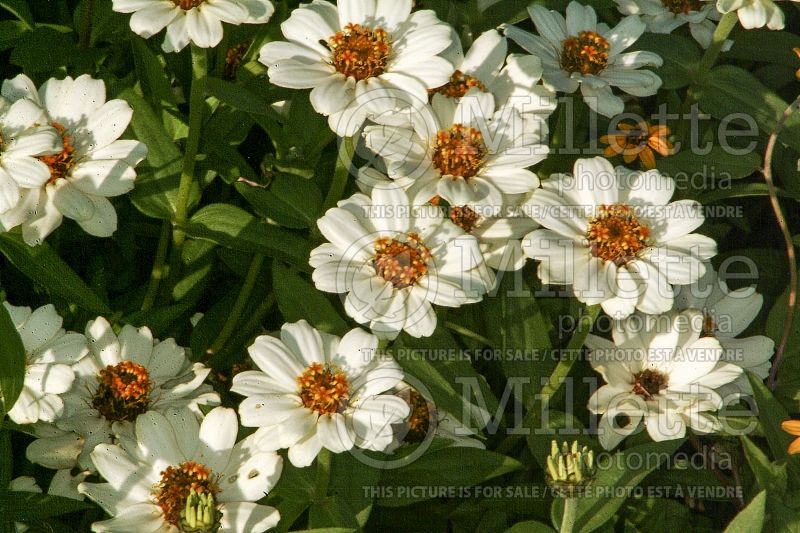 Zinnia Profusion Knee High White (Zinnia) 1 