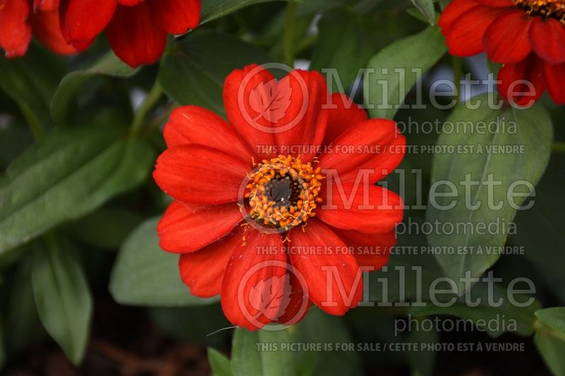 Zinnia Profusion Red (Zinnia) 1 