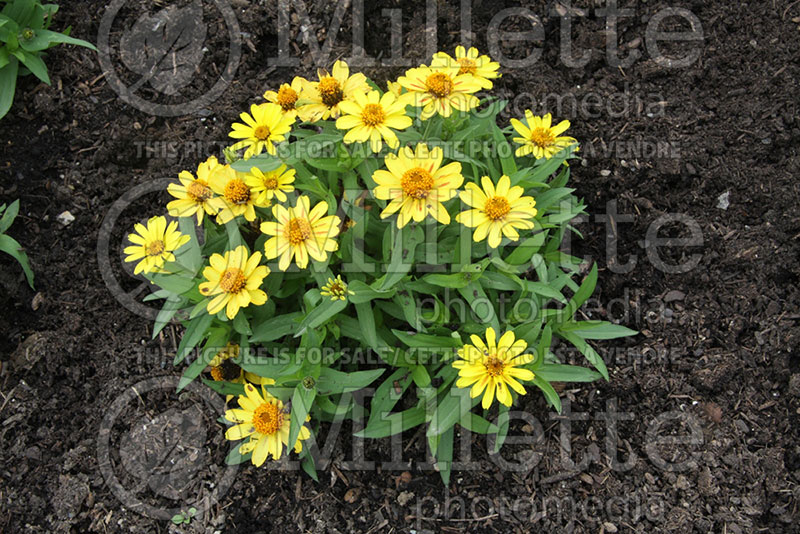 Zinnia Profusion Yellow (Zinnia) 1 