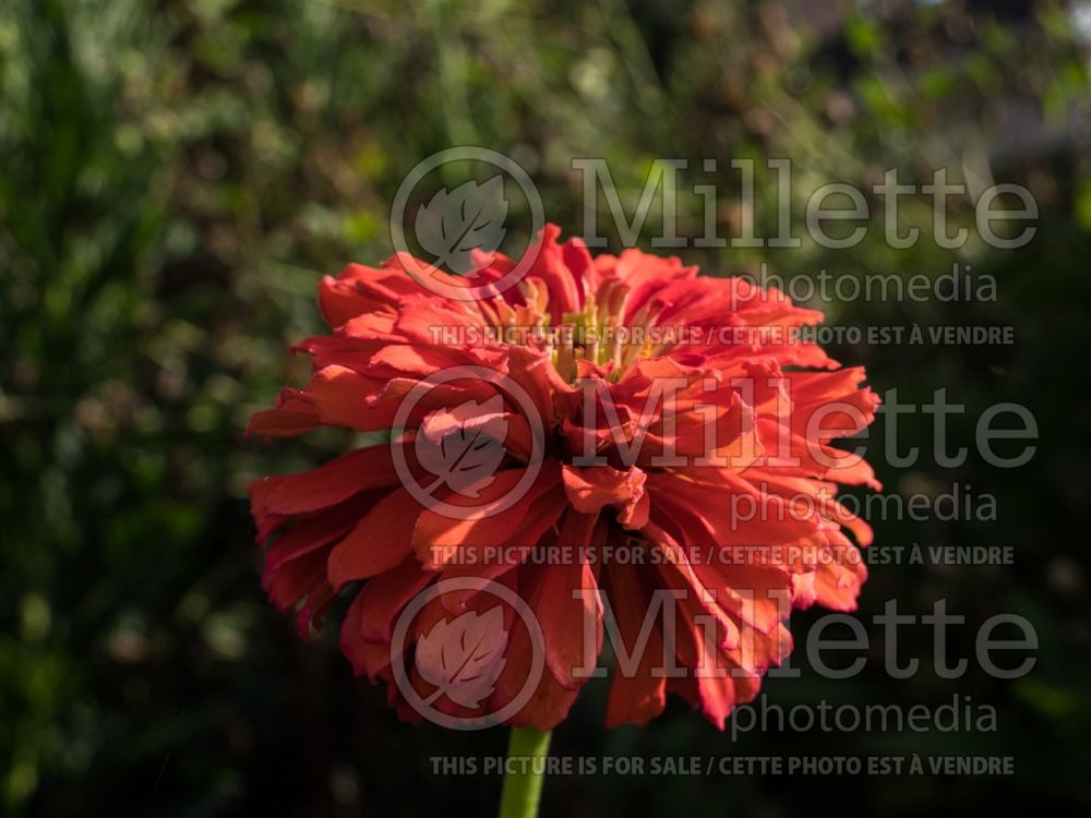 Zinnia Salmon Rose (Zinnia) 1 