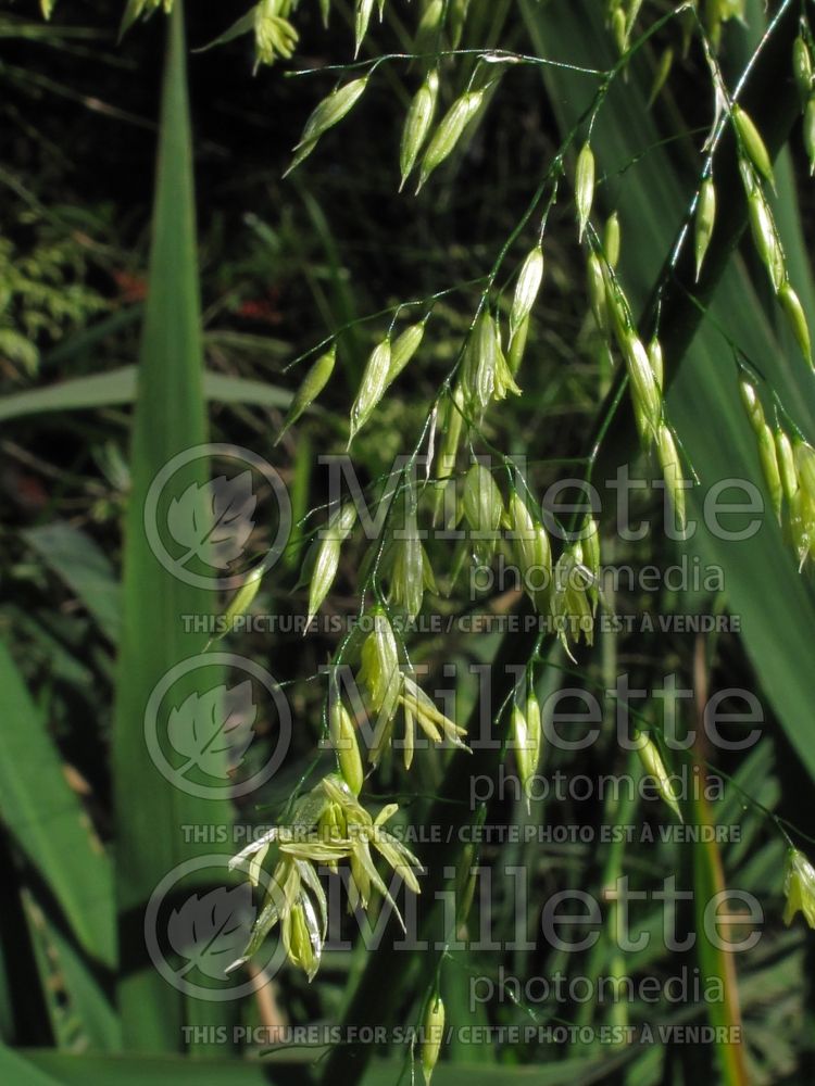 Zizania aquatica (wild rice) 3