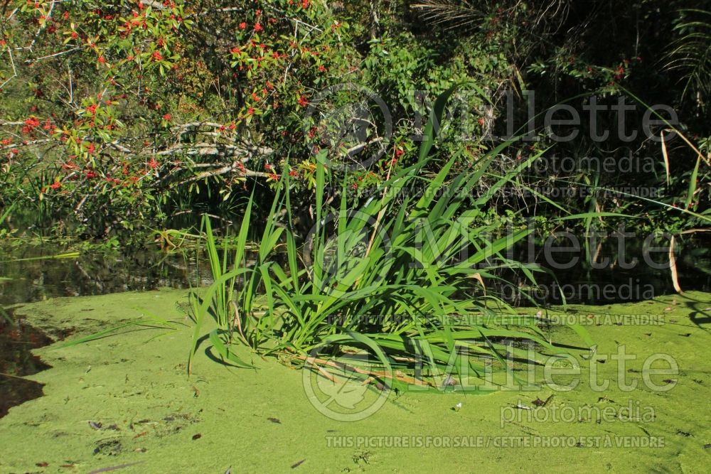 Zizania aquatica (wild rice) 2