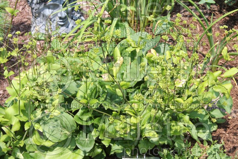 Zizia aptera or Thaspium trifoliatum var. apterum (Heartleaf Golden Alexanders) 1  