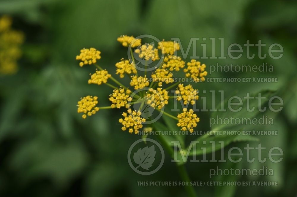 Zizia aurea (Golden Alexanders) 1  