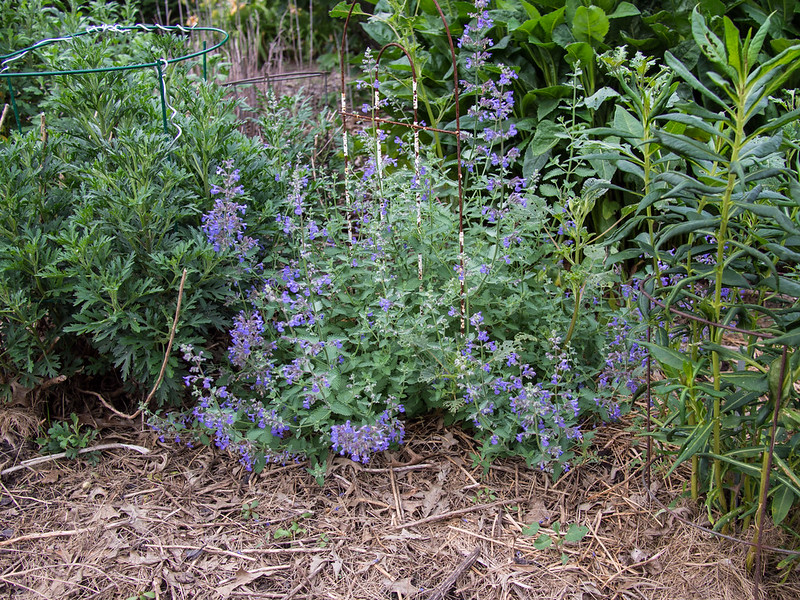 Nepeta racemosa Walker's Low