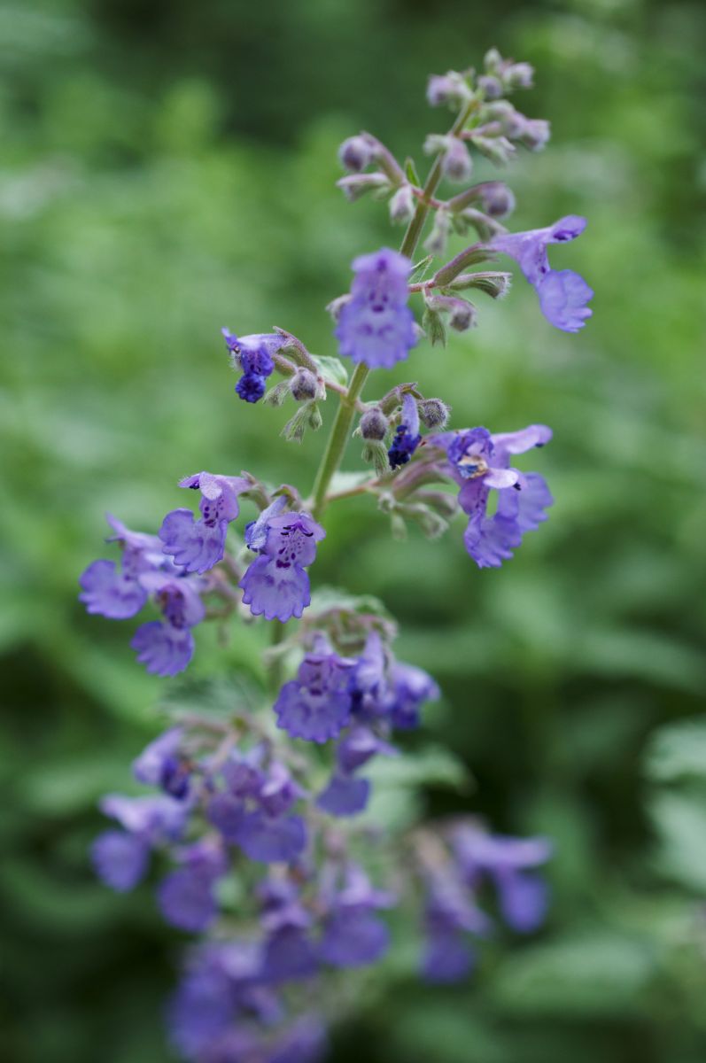 Nepeta subsessilis