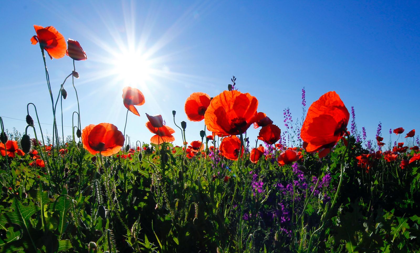 image of plants and flowers