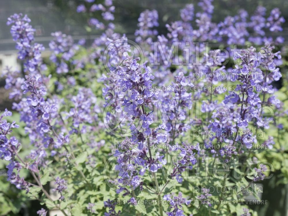 Nepeta faassenii Cat's Meow