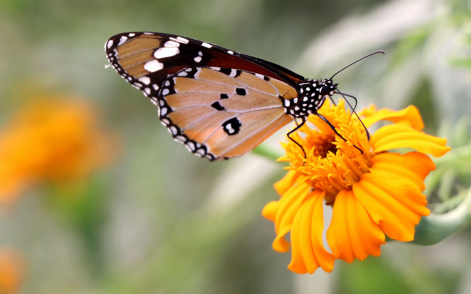 a butterfly on a flower