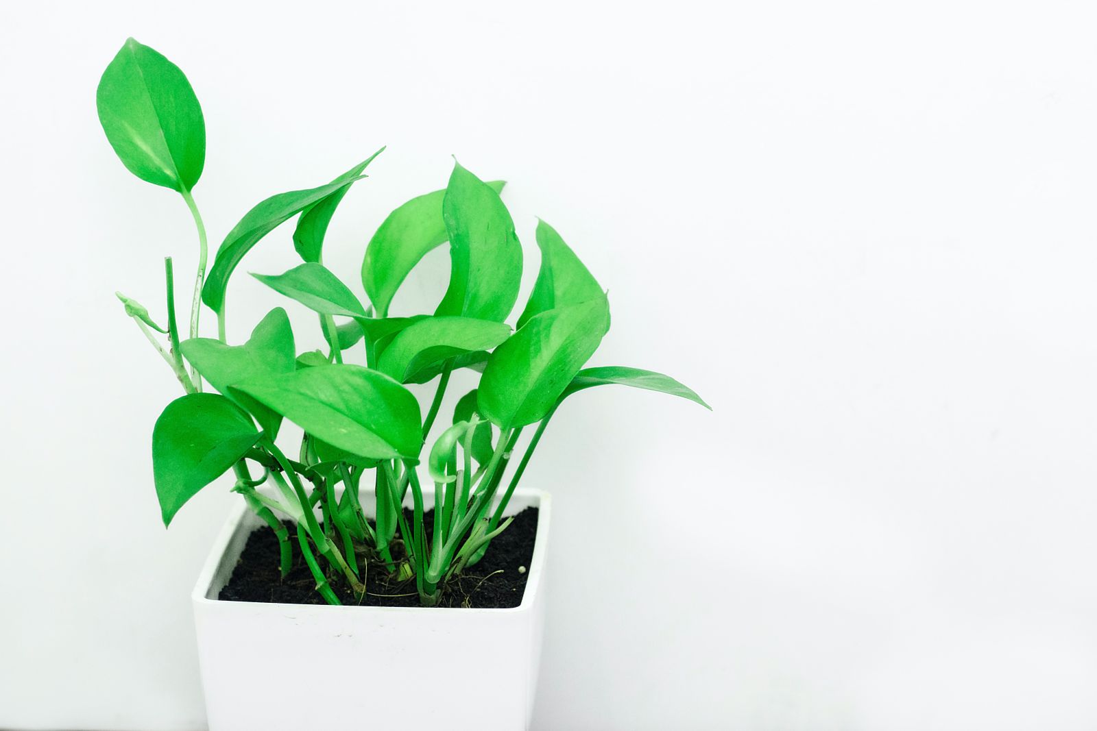 a pothos plant