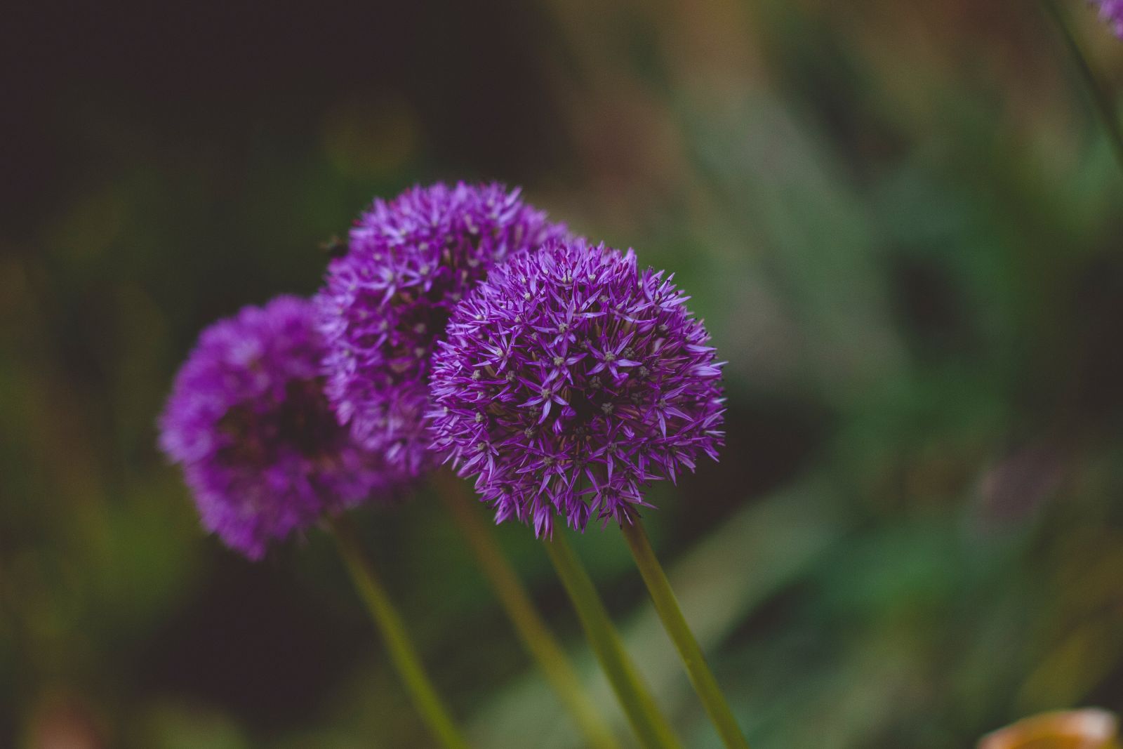 a purple flower