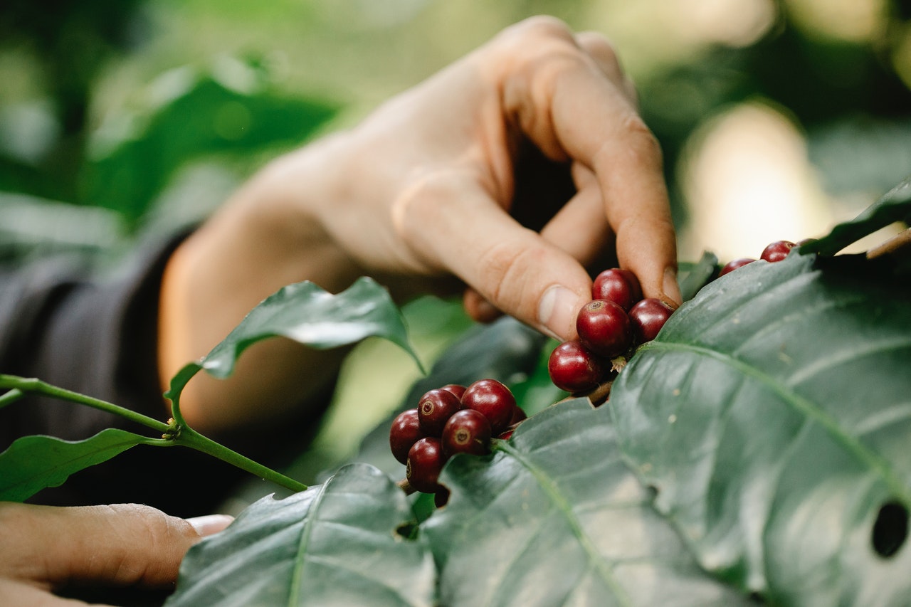 picking fruits from a plant. 