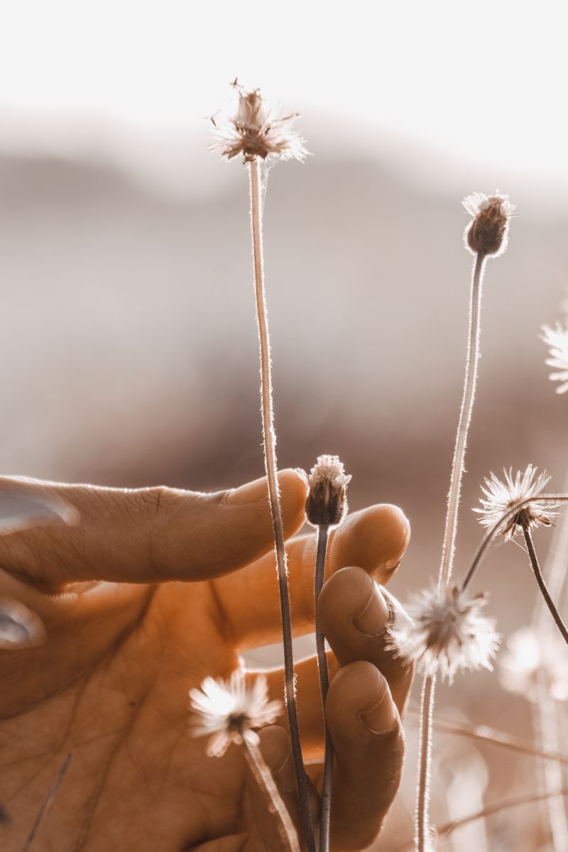 Rain-loving plants love damp soil. Consider the list of plants that love rain!